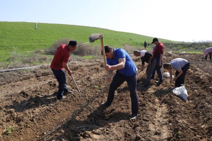 Zomin tumanida “Yashil makon” umummilliy tadbirlari davom etmoqda